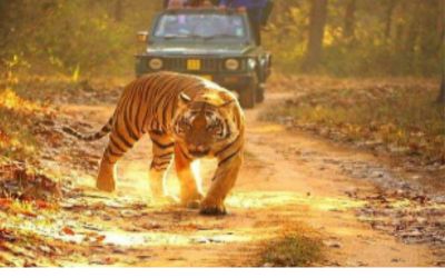Wildlife Tours